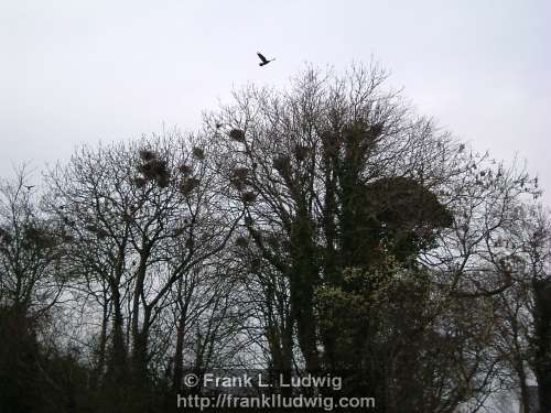 Crows'  Tree